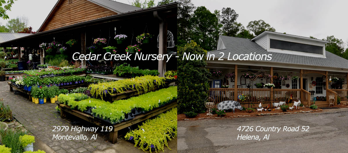 Cedar Creek Nursery Montevallo, AL