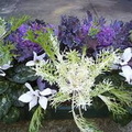 Purple Decorative Cabbage