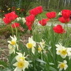 Daffodils & Poppies