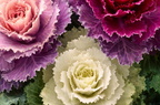 Ornamental Cabbage