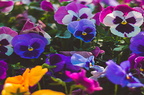 Pansies
