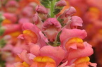 snapdragon2