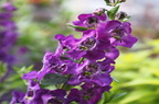 Snapdragon