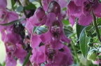 snapdragon1