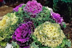 Winter Cabbage