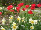 Daffodils & Poppies
